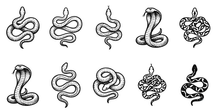 Black and white outline snake drawing vector set. Collection of various serpent species like cobra, python, and rattlesnake in coiled slithering shapes line art.