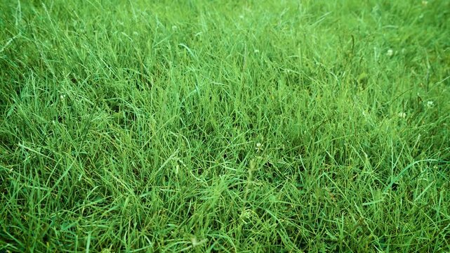 Lush green meadow grass covering natural field surface. Fresh summer lawn creating vibrant botanical background with wild vegetation. Closeup nature texture for landscaping ecology and outdoor