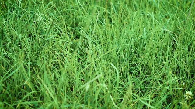 Dense fresh lawn grass growing across natural meadow. Green field vegetation forming organic background with healthy summer growth. Closeup grassy texture for gardening park landscape and
