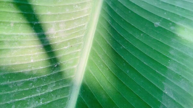 Close up of banana leaf texture with vibrant green color, natural tropical foliage detail showcasing organic patterns and botanical beauty.