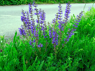 Kwitnąca Szałwia łąkowa (Salvia pratensis L.) na ciepłolubnych łąkach. Szałwia łakowa i jej liczne odmiany były i sa stosowana w medycynie jako cenione zioła lecznicze.