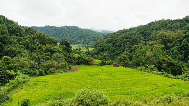 View of lush green rice terraces on a hillside surrounded by dense tropical forest under a cloudy sky in Doi Inthanon National Park, Chiang Mai, Thailand.