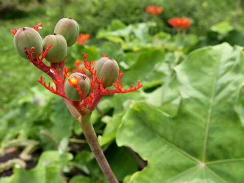 Jatropha podagrica, red bracts and flowers and capsules of seed and green foliage background