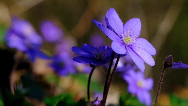 Closeup of vibrant purple hepatica flowers blooming in a lush forest setting during springtime.
