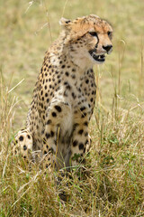 Naklejka premium Guépard,