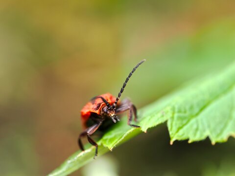 Dictyoptera aurora, known as the golden net-wing or red net-winged beetle. Several views of the beetle. Close up, macro.