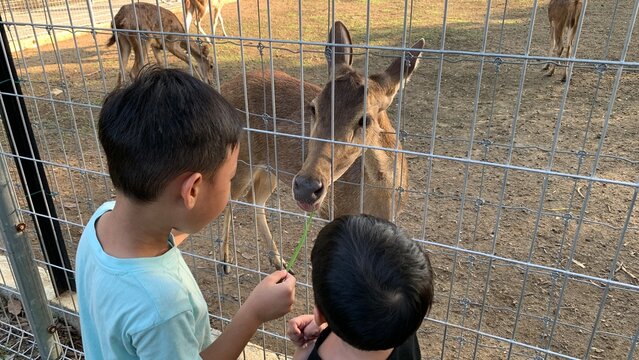 Two children stand beside fenced enclosure, closely observing deer (Rusa timorensis) positioned near wire barrier in outdoor wildlife area