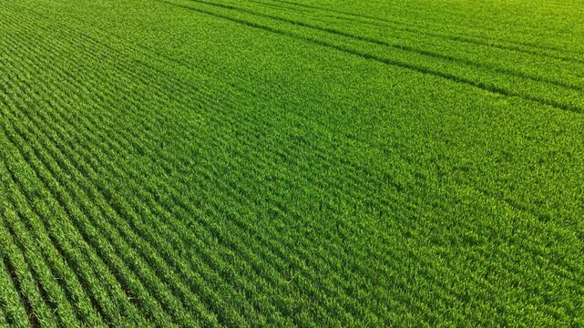 Rows of wheat plants fill the field stretching across the land under bright sun. The scene shows the growth of crops with clear lines marking the planting.