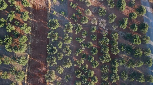 A scenic top-down aerial drone shot of olive groves in Analipsi, Crete, Greece. The footage captures a perfect bird's eye view pattern of green olive trees planted in rows on contrasting rich red