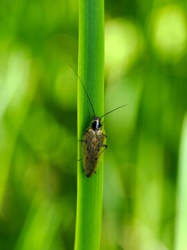 Ectobius lapponicus, also known as the dusky cockroach on a leaf of grass. Close up.