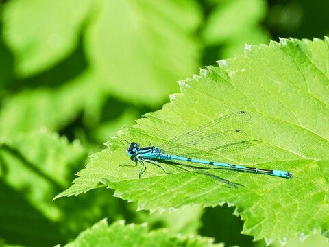 The azure damselfly (Coenagrion puella). Views of the damselfly from different angles and distances. Cloce up to macro.