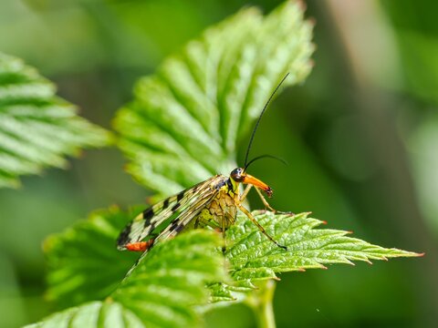 Panorpa communis, the common scorpionfly on a nettle leaf. Close up.