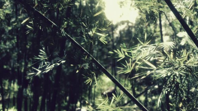 Green bamboo plants fill the view in a forest during the day. Sunlight filters through the leaves, creating natural patterns on the ground. Birds may be heard chirping nearby.
