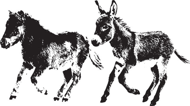 Two small donkeys walking together in a simple black and white line art style illustration isolated on transparent background, Vector