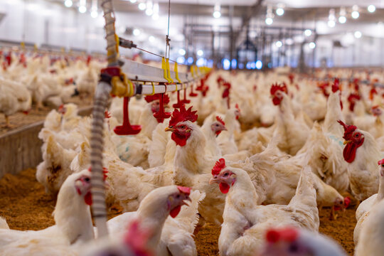 Group of white broiler chickens standing on rice husk bedding inside a commercial poultry farm house. Healthy meat chickens raised under controlled farming conditions for livestock production. Concept
