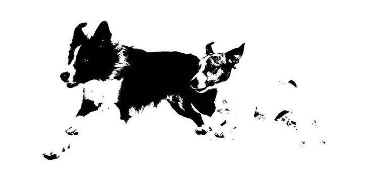 Black and white silhouette of two active border collie dogs running and playing together isolated on transparent background, Vector