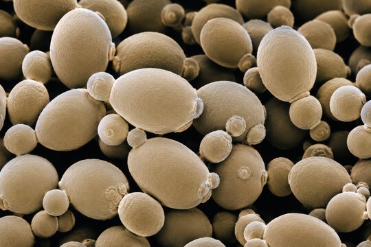 Yeast cells magnified under microscope, showcasing their spherical shape and budding process, ideal for sourdough starter and brewing applications in culinary science