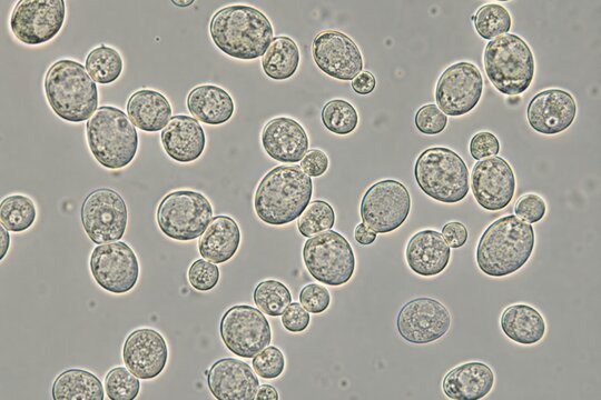 Yeast cells under microscope showing various shapes and sizes, with distinct cellular structures visible in a clear background for scientific analysis and study