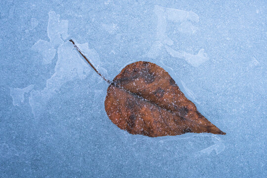 View of a brown dried leaf frozen into a textured blue ice surface with delicate frost patterns in Jasper, Alberta, Canada.