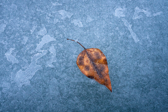 View of a single brown leaf frozen on a textured blue ice surface with crystalline patterns Jasper, Alberta, Canada.