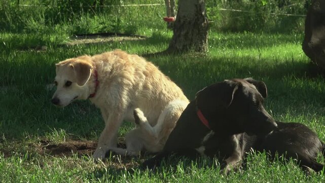 Mixed-Breed Dog Scratching Itchy Fur on Lush Garden Grass