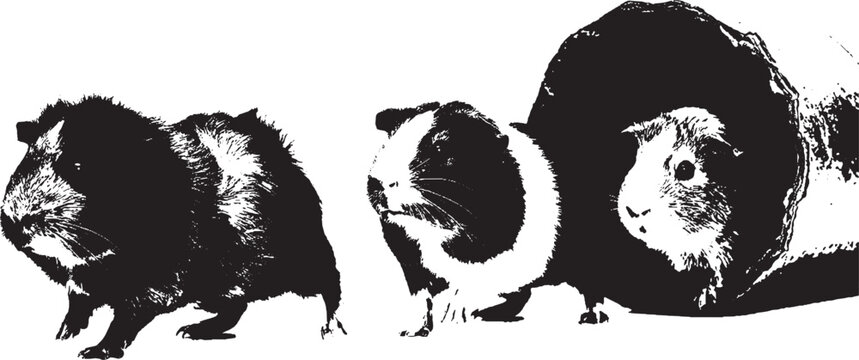 Three cute fluffy guinea pigs standing together in a group isolated on transparent background, Vector