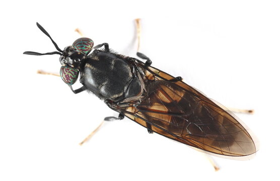 Insect black soldier fly, Hermetia illucens, isolated on white, top view