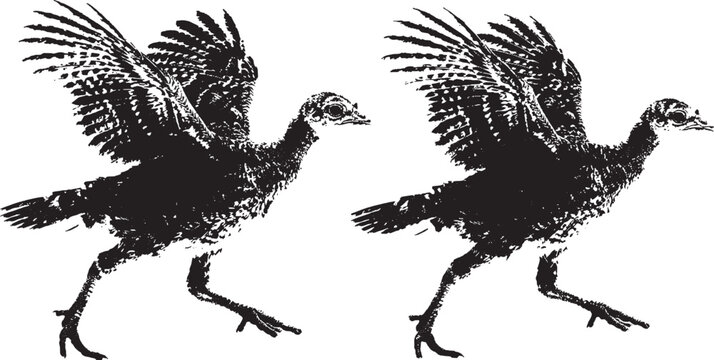 Two black silhouette illustrations of a wild turkey bird walking with wings spread out in a vintage woodcut style graphic design element isolated on transparent background, Vector