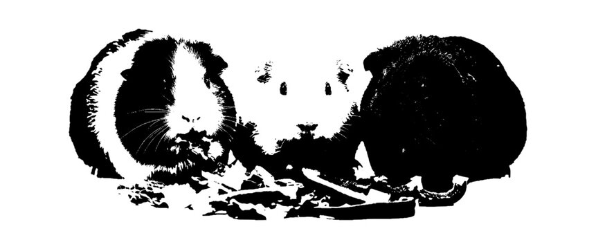 Black and white silhouette illustration of a cute guinea pig eating fresh vegetable food isolated on transparent background, Vector