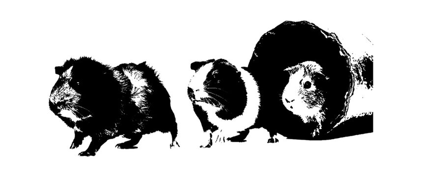 Three cute fluffy guinea pigs standing together in a group isolated on transparent background, Vector