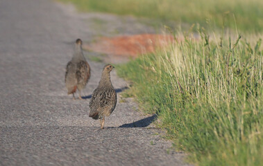 Para kuropatw (Perdix perdix) na polnej drodze pośród traw i chabrów. Dzikie ptaki w naturalnym środowisku. © Joanna