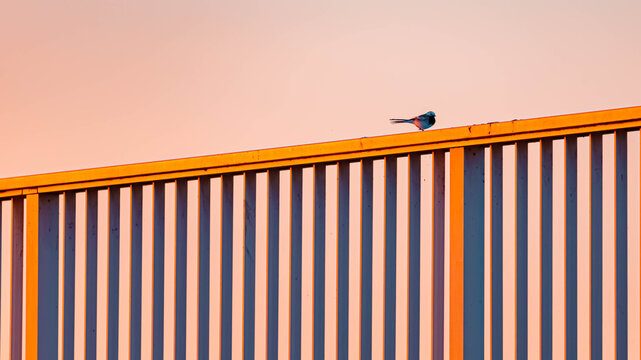 Motacilla alba, white wagtail, sitting on steel railings near sunset or sundowner on a sunny evening in spring