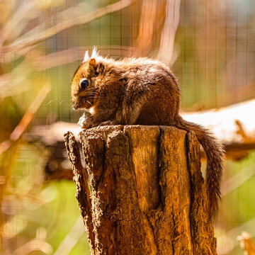 Tamiops swinhoei, swinhoe's striped squirrel, preparing meal on a tree stump