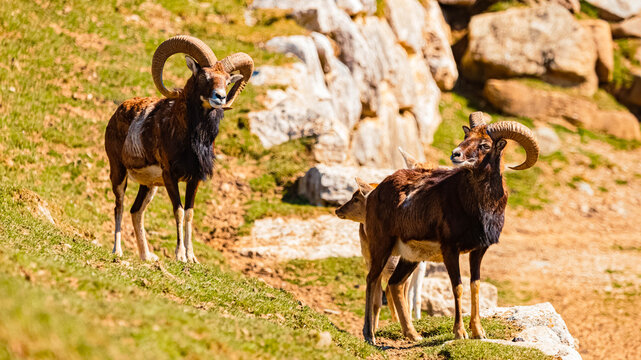 Alpine spring view with Ovis gmelini musimon, mouflon at Aurach near Kitzbuehel, Tyrol, Austria