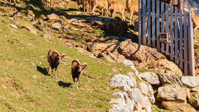 Alpine spring view with Ovis gmelini musimon, mouflon at Aurach near Kitzbuehel, Tyrol, Austria