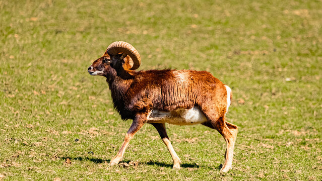 Alpine spring view with Ovis gmelini musimon, mouflon at Aurach near Kitzbuehel, Tyrol, Austria