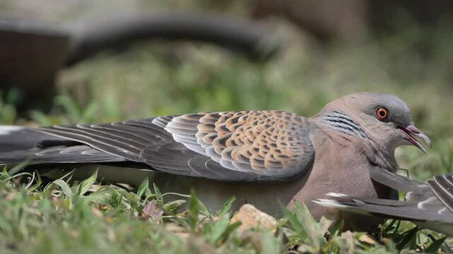 An Oriental Turtle Dove resting on grass with open beak and visible throat movement in natural outdoor habitat, showing wild bird behavior.