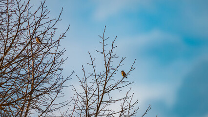 Obraz premium Carduelis carduelis, european goldfinches, sitting on a tree on a sunny day in spring