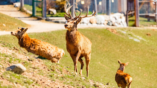 Alpine spring view with Cervus elaphus, red deer, at Aurach near Kitzbuehel, Tyrol, Austria