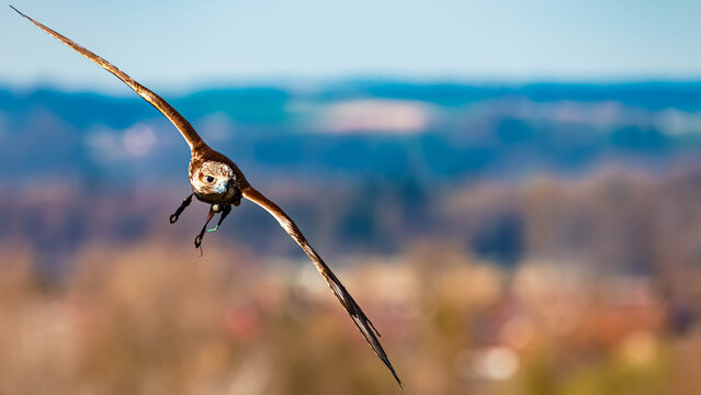 Falco biarmicus, Lanner falcon, in flight on a sunny day in spring