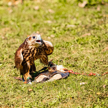 Falco biarmicus, Lanner falcon, sitting on its prey on a sunny day in spring