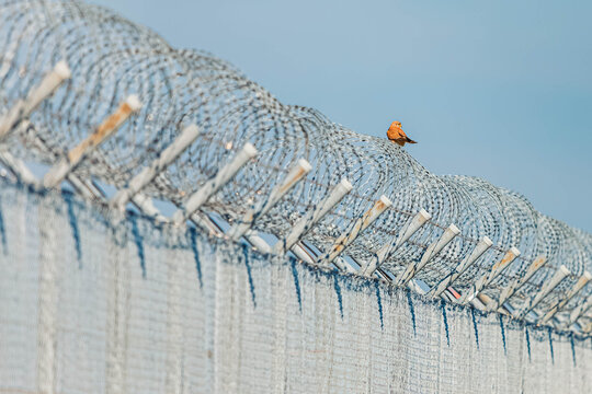 Falco tinnunculus, common kestrel, at a protective fence on a sunny spring day at Munich airport, MUC, Freising, Bavaria, Germany