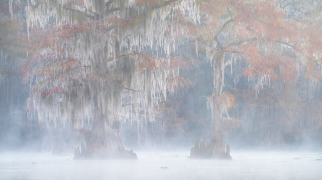 View of bald cypress trees draped in Spanish moss rising from the misty waters of Lake Martin during a foggy morning St. Martin Parish, Louisiana, United States.