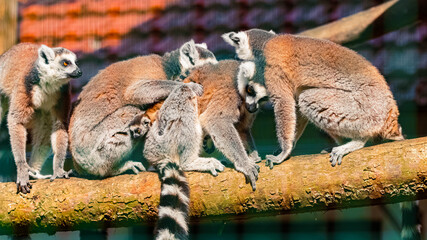 Fototapeta premium Group of Lemur catta, ring-tailed lemurs, on a tree with a little one between them