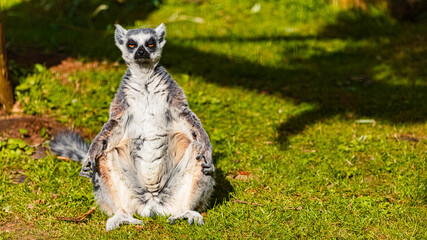 Fototapeta premium Lemur catta, ring-tailed lemur, enjoying the warmth of the sun on a sunny spring day