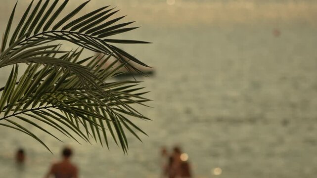 Palm beach ocean close up of green palm tree leaves with people swimming in the blurred background at sunset
