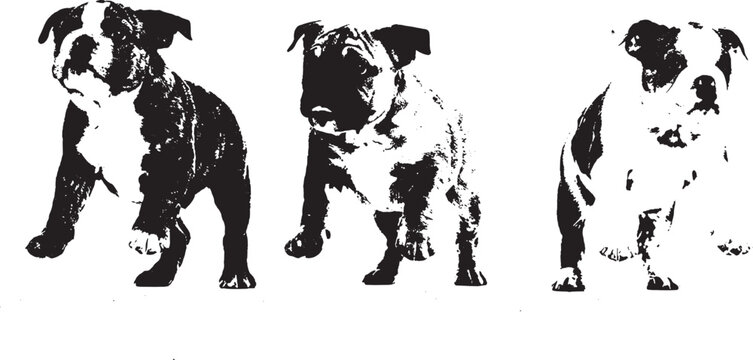 Three cute bulldog puppies standing in a row in a high contrast black and white graphic style illustration isolated on transparent background, Vector