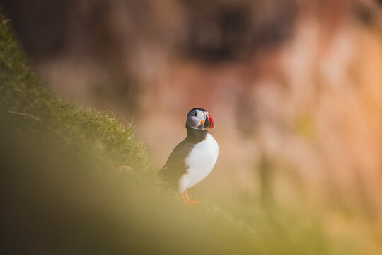 View of an Atlantic puffin standing on a lush green grassy cliffside with a soft blurred background in the Faroe Islands.