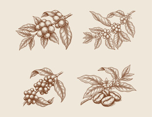 coffee plant and coffee bean sketch illustration design template © MUHAMMAD DENNI