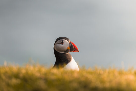 View of an Atlantic puffin with its distinctive colorful beak looking sideways from behind a grassy ridge under soft light Faroe Islands.
